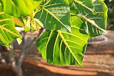 新《刺客信条》《星球大战》游戏25年3月前发行